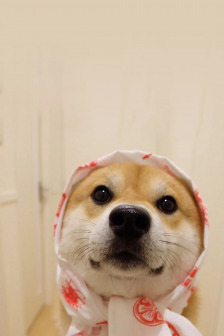 Cute Shiba Inu cute pet mobile wallpaper