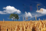 2021年6月芒种桌面日历壁纸图片