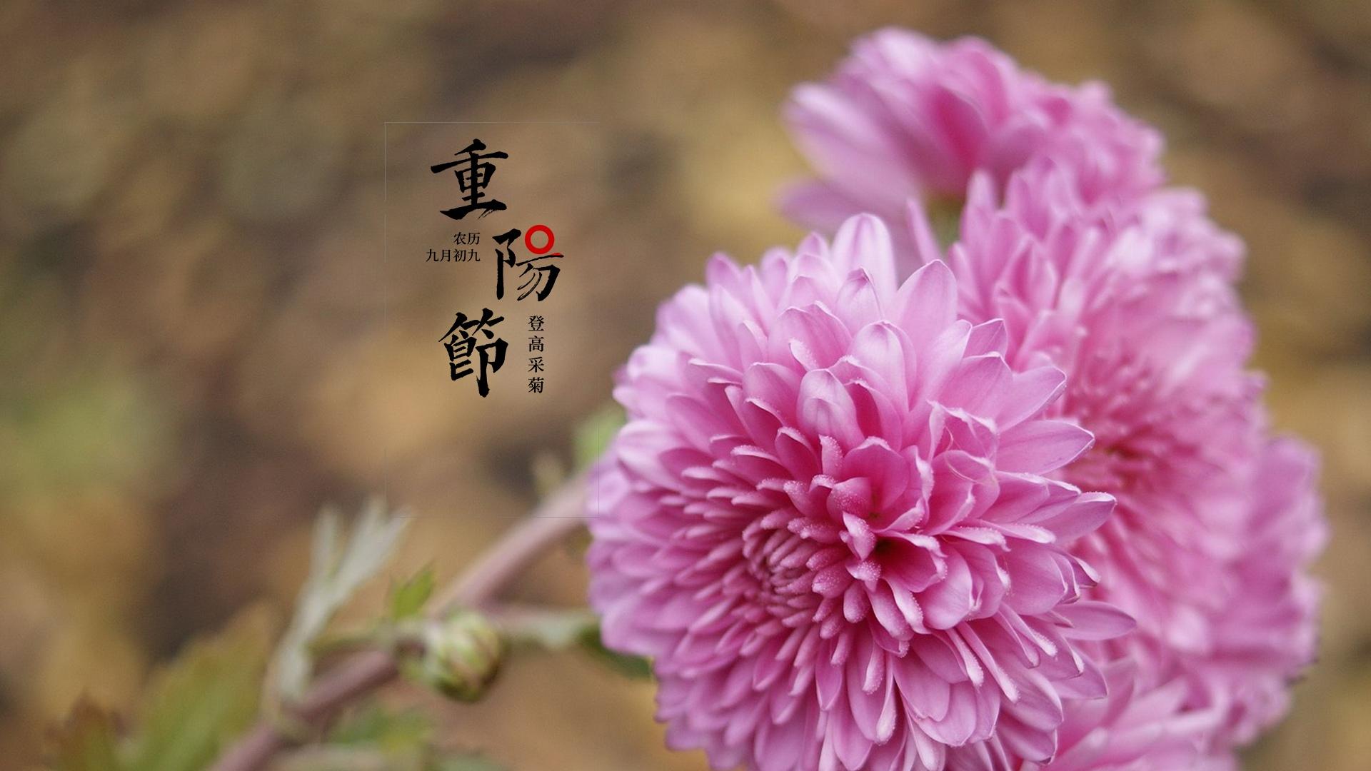 重阳节菊花图片高清桌面壁纸