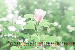 November 2021 fresh and elegant high-definition desktop calendar wallpaper