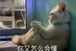 你又怎么会懂小猫咪的孤独