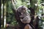 Sleeping koala pictures