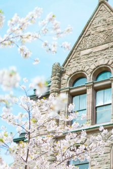 粉色浪漫櫻花手機壁紙