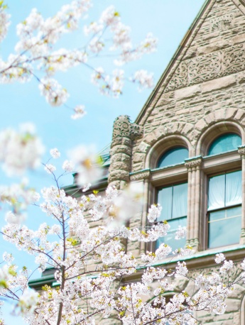 粉色浪漫樱花手机壁纸