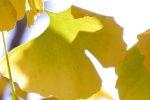 Beautiful ginkgo leaf mobile wallpaper pictures