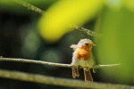 Robin on a branch picture