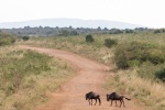 Wildebeest pictures in African grassland