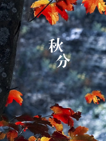 Twenty-four solar terms and autumnal equinox mobile wallpaper