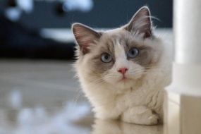 HD Ragdoll Cat Pictures Desktop Wallpaper