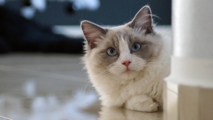 HD Ragdoll Cat Pictures Desktop Wallpaper