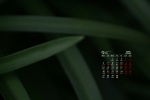 2021年9月翠绿色植物电脑日历壁纸