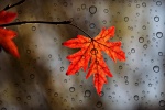 Late autumn red maple leaf scenery picture desktop wallpaper