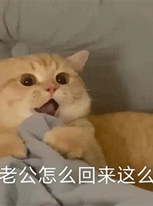 猫咪出轨表情包