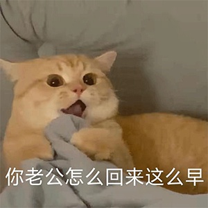 Cat cheating emoticon pack