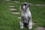 Cute and cute Schnauzer pictures