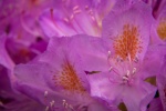 Rhododendron pictures desktop wallpaper