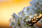 Spring pear blossom pictures