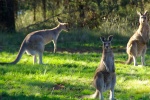 HD kangaroo pictures desktop wallpaper