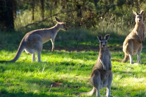 HD kangaroo pictures desktop wallpaper