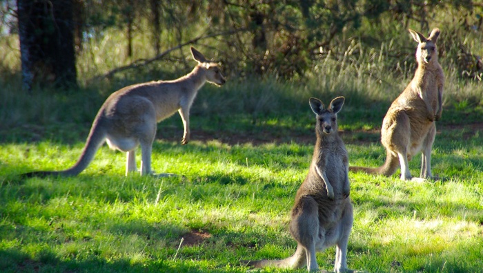 HD kangaroo pictures desktop wallpaper