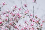 Pink celestial magnolia pictures