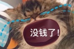 猫咪没钱了表情包