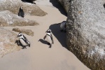 African penguins HD pictures