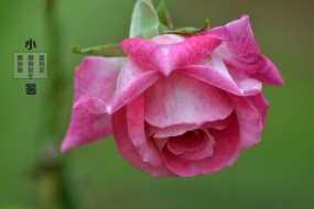 小暑你好唯美电脑壁纸图片