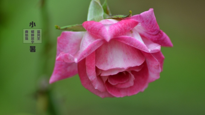 Hello Xiaoshu beautiful computer wallpaper pictures