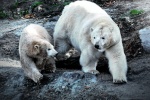 polar bear pictures