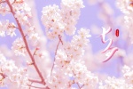 Chinese Valentine's Day cherry blossom scenery computer wallpaper pictures