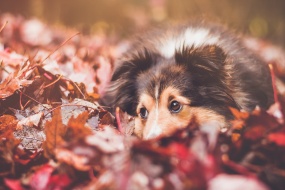 Su Mu dog pictures desktop wallpaper