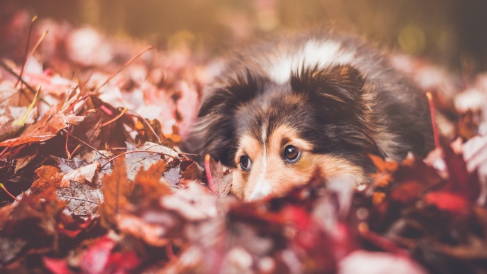 Su Mu dog pictures desktop wallpaper