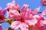 Pink cherry blossom mobile wallpaper picture