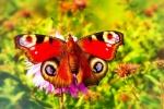 Peacock butterfly picture HD