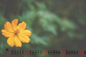 Eye-protecting flowers and beautiful desktop calendar wallpaper for August 2021