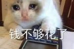 猫咪钱不够花了表情包