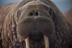 HD walrus pictures