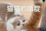猫猫的啃腚