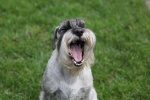 Cute and cute Schnauzer pictures
