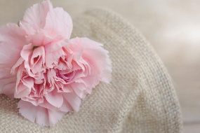 三八女神节康乃馨图片壁纸