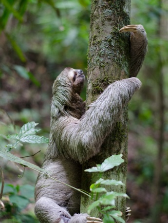 Sloth Pictures Cute Sloth Pictures