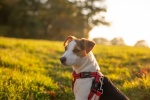Jack Russell Terrier Pictures
