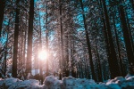Winter forest snow scenery beautiful pictures desktop wallpaper