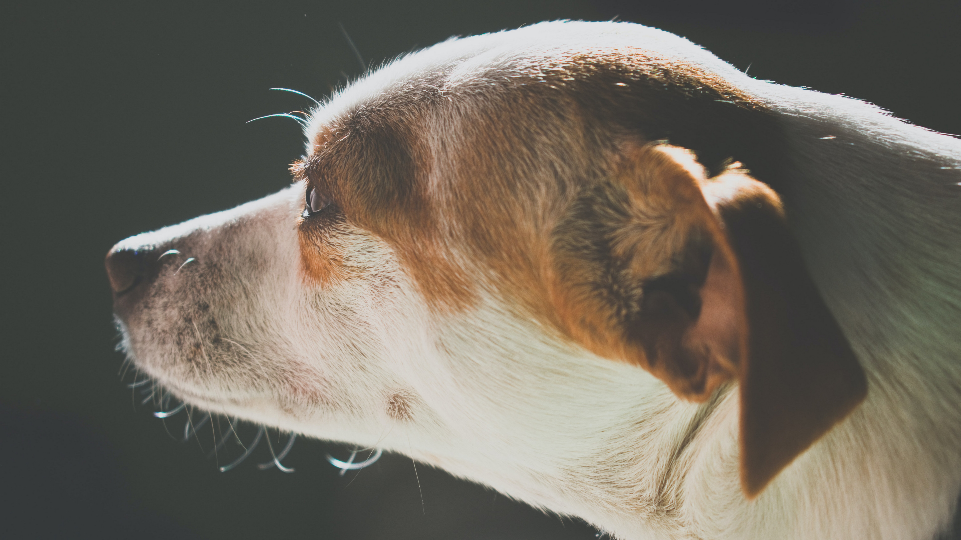 米格魯獵兔犬圖片桌麵壁紙