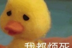 Summary of little yellow duck emoticons