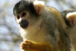 Squirrel monkey pictures