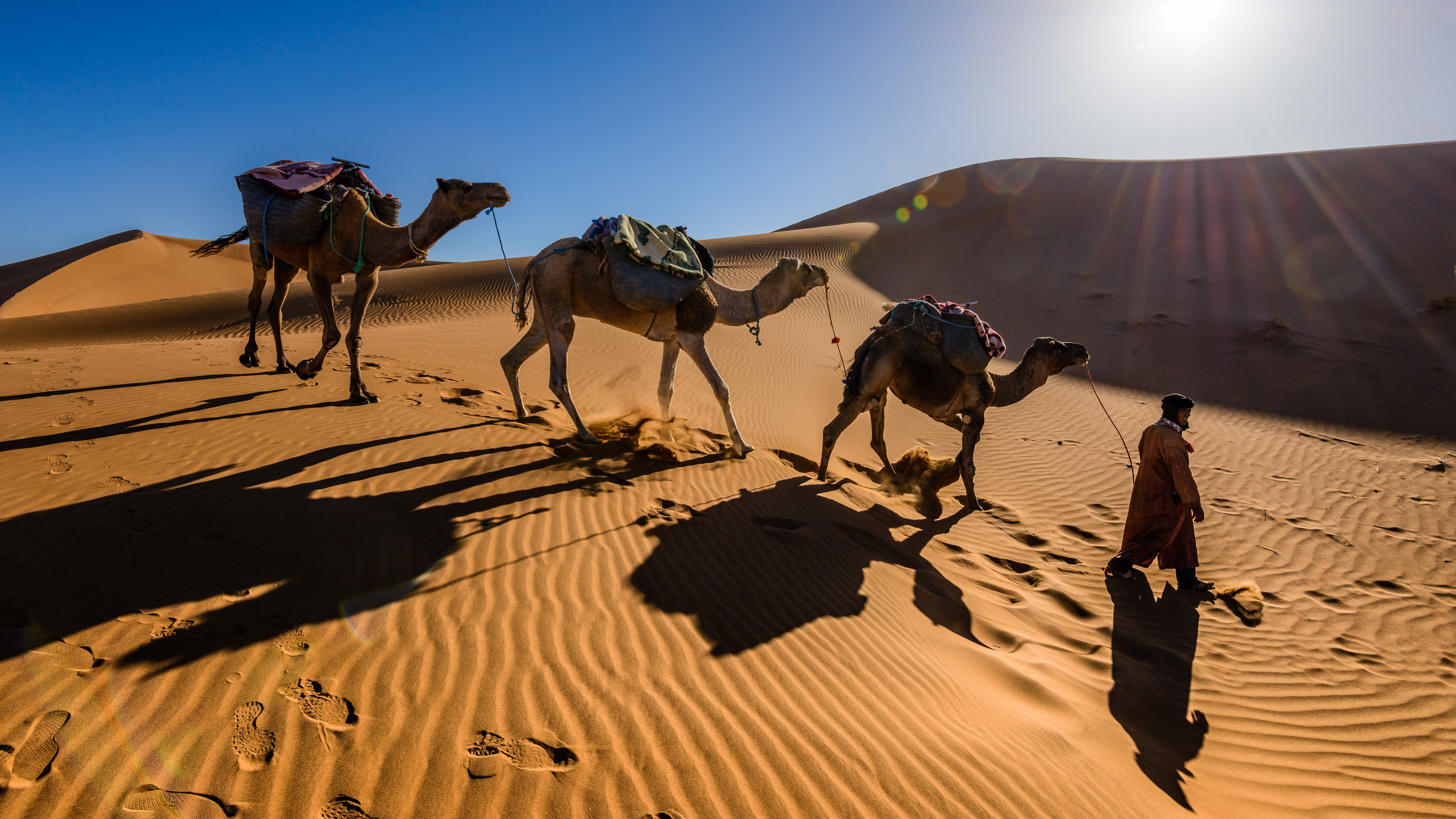 沙漠中的骆驼图片桌面壁纸