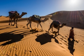 Camel in the desert pictures desktop wallpaper