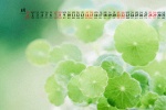 August 2021 green leaves eye protection fresh desktop calendar wallpaper